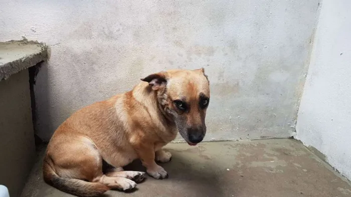 Cachorro ra a Vira lata idade 5 anos nome Amarelinho
