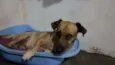 Amarelinho