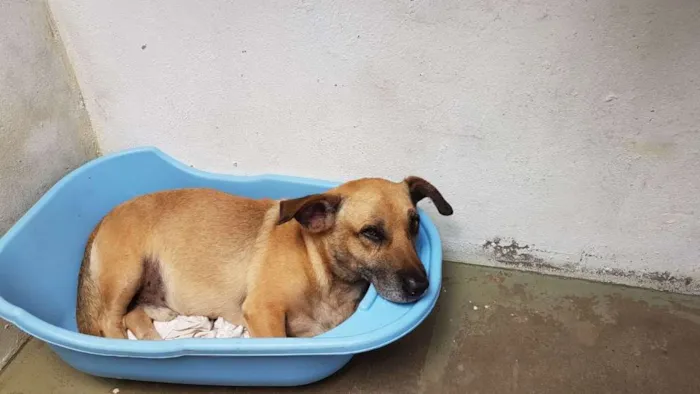 Cachorro ra a Vira lata idade 5 anos nome Amarelinho