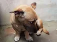 Amarelinho