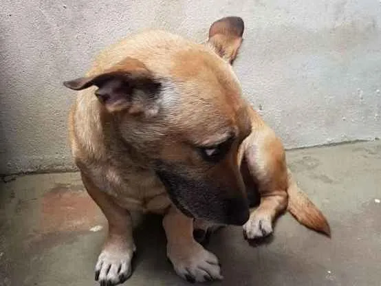 Cachorro ra a Vira lata idade 5 anos nome Amarelinho