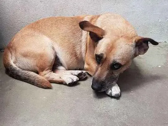 Cachorro ra a Vira lata idade 5 anos nome Amarelinho