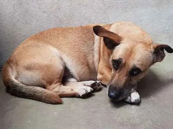 Cachorro ra a Vira lata idade 5 anos nome Amarelinho