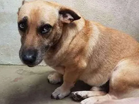 Cachorro ra a Vira lata idade 5 anos nome Amarelinho