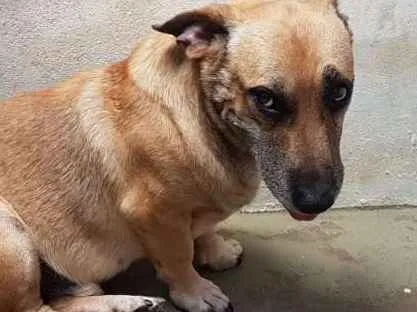Cachorro ra a Vira lata idade 5 anos nome Amarelinho