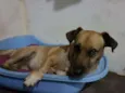 Amarelinho