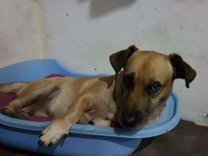Cachorro ra a Vira lata idade 5 anos nome Amarelinho