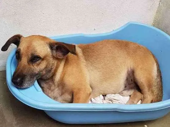 Cachorro ra a Vira lata idade 5 anos nome Amarelinho