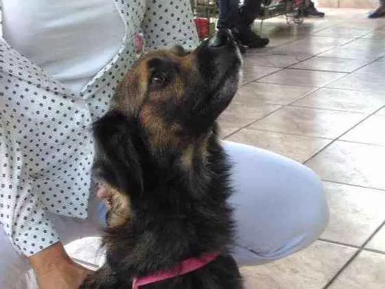 Cachorro ra a SRD idade 1 ano nome Sem nome