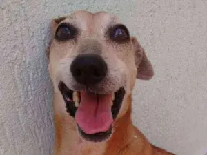Cachorro raça SRD idade 1 ano nome Sem nome