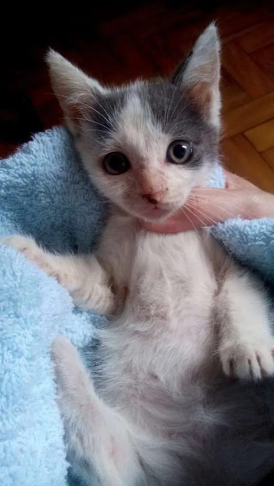 Gato raça Street Cat idade 2 a 6 meses nome Nefertari