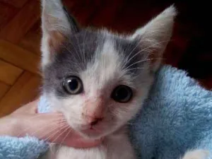 Gato raça Street Cat idade 2 a 6 meses nome Nefertari