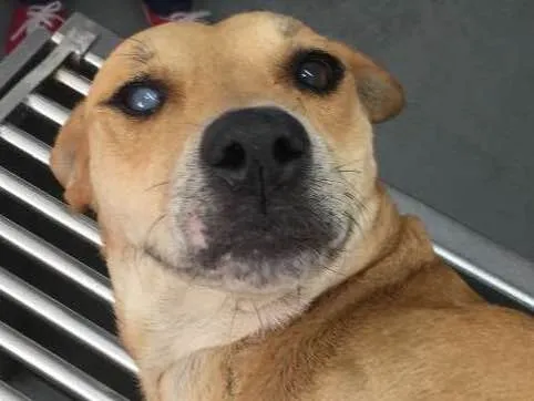 Cachorro ra a SRD idade 4 anos nome Maria Flor