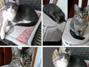 Gato raça GATOS idade 2 a 6 meses nome SEM NOMES