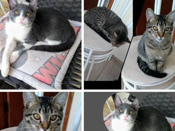 Gato ra a GATOS idade 2 a 6 meses nome SEM NOMES