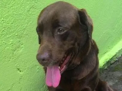Cachorro ra a Labrador idade 3 anos nome Marrom