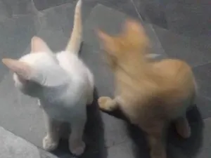 Gato raça Sem raça idade 2 a 6 meses nome Caramelo