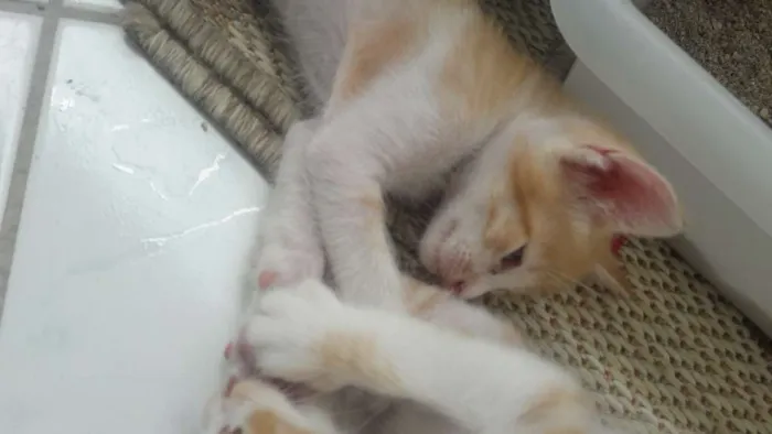 Gato ra a sem raça idade Abaixo de 2 meses nome sem nome