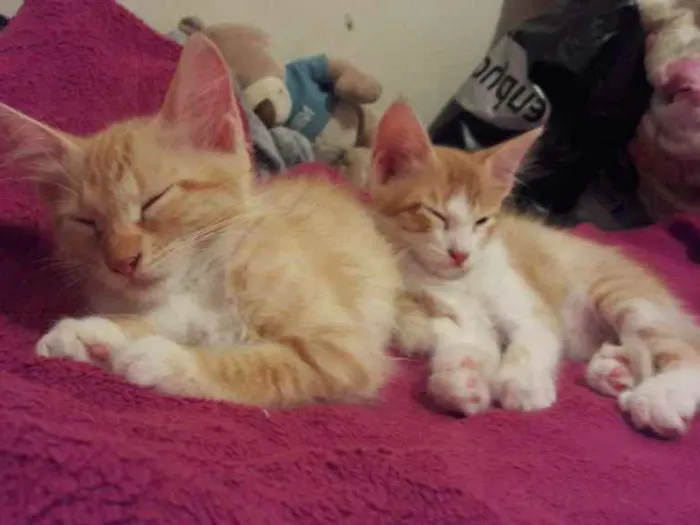 Gato ra a sem raça idade Abaixo de 2 meses nome sem nome