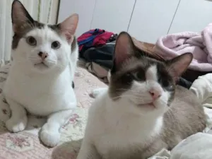 Gato raça  idade 7 a 11 meses nome Nino e Tèo