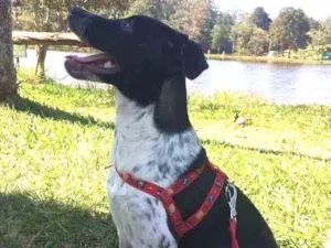 Cachorro raça Fox paulistinha misturada idade 7 a 11 meses nome Nina