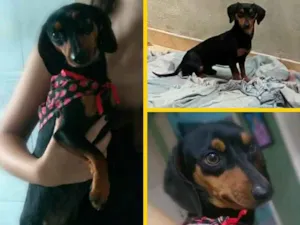 Cachorro raça Daushound  idade 2 anos nome Paçoca 