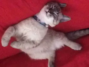 Gato raça Muckin  idade 7 a 11 meses nome Tieno 