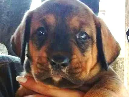 Cachorro ra a SRD idade Abaixo de 2 meses nome Sem nome