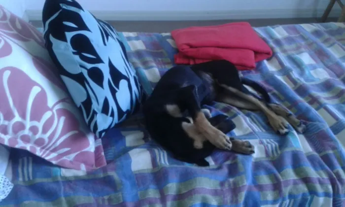 Cachorro ra a vira latinha idade 2 a 6 meses nome Tokyo