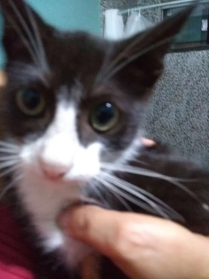 Gato ra a Srd idade 2 a 6 meses nome Cravo