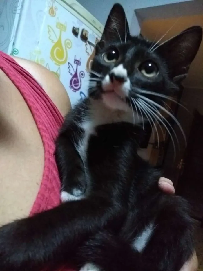 Gato ra a Srd idade 2 a 6 meses nome Cravo