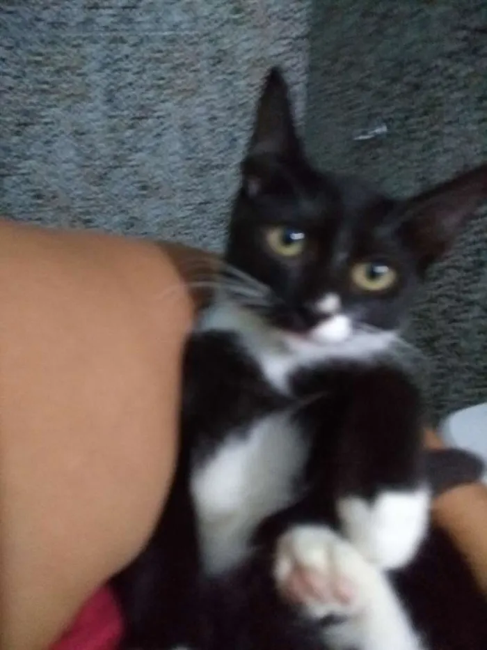 Gato ra a Srd idade 2 a 6 meses nome Cravo