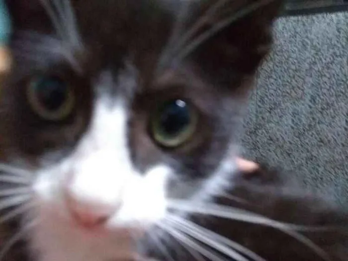 Gato ra a Srd idade 2 a 6 meses nome Cravo