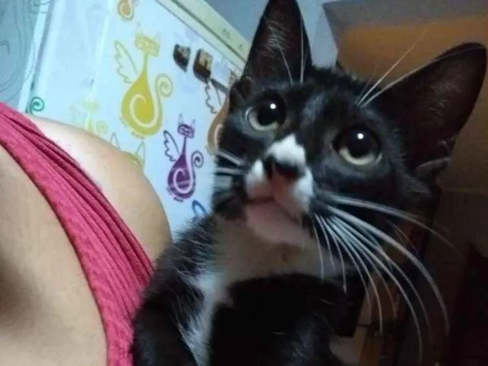 Gato ra a Srd idade 2 a 6 meses nome Cravo