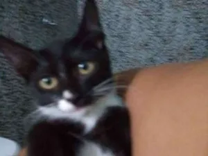 Gato raça Srd idade 2 a 6 meses nome Cravo