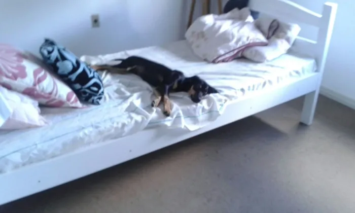 Cachorro ra a vira latinha idade 2 a 6 meses nome Tokyo