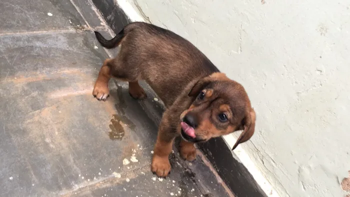 Cachorro raça Vira lata com americano  idade Abaixo de 2 meses nome BIDU