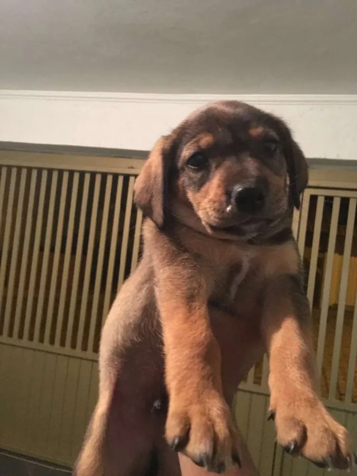Cachorro raça Vira lata com americano  idade Abaixo de 2 meses nome BIDU