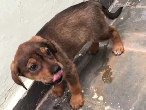 Cachorro raça Vira lata com americano  idade Abaixo de 2 meses nome BIDU