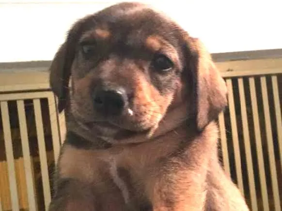 Cachorro raça Vira lata com americano  idade Abaixo de 2 meses nome BIDU