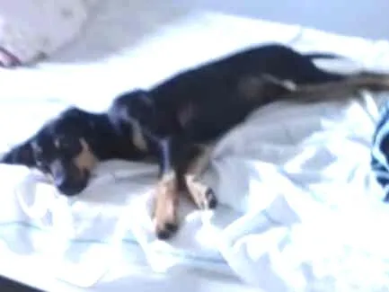 Cachorro ra a vira latinha idade 2 a 6 meses nome Tokyo