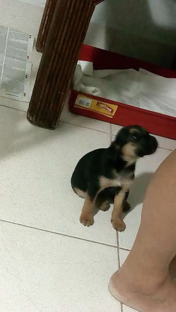 Cachorro ra a Não sei idade Abaixo de 2 meses nome Antonella