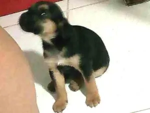 Cachorro raça Não sei idade Abaixo de 2 meses nome Antonella