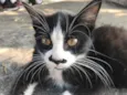 Bigodinho