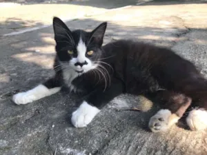 Gato raça Srd idade 2 a 6 meses nome Bigodinho
