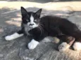 Bigodinho
