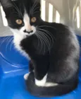 Bigodinho