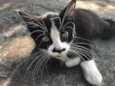 Bigodinho