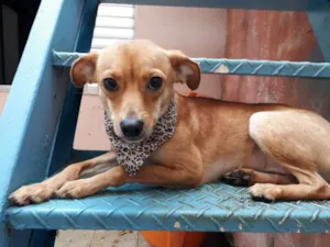 Cachorro raça Pinscher idade 1 ano nome Amora