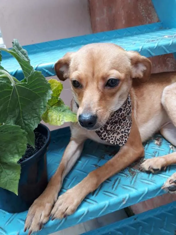 Cachorro ra a Pinscher idade 1 ano nome Amora